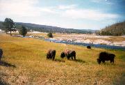 yellowstone_buffalo.jpg